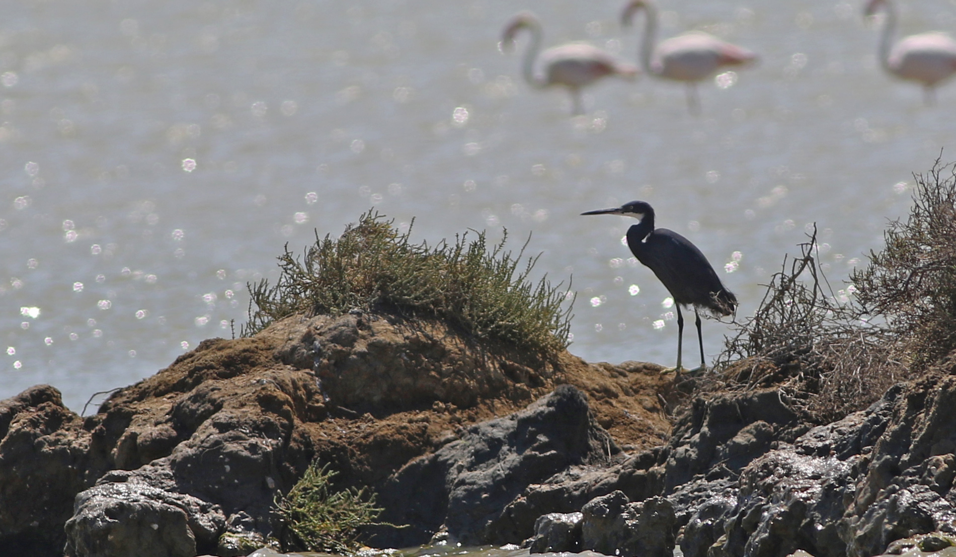Western Reef-Heron